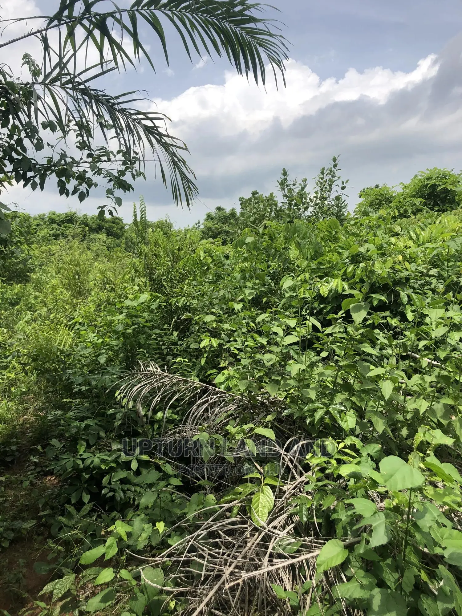 Buy 50 Acres Per Acre in Kabape Ogun State