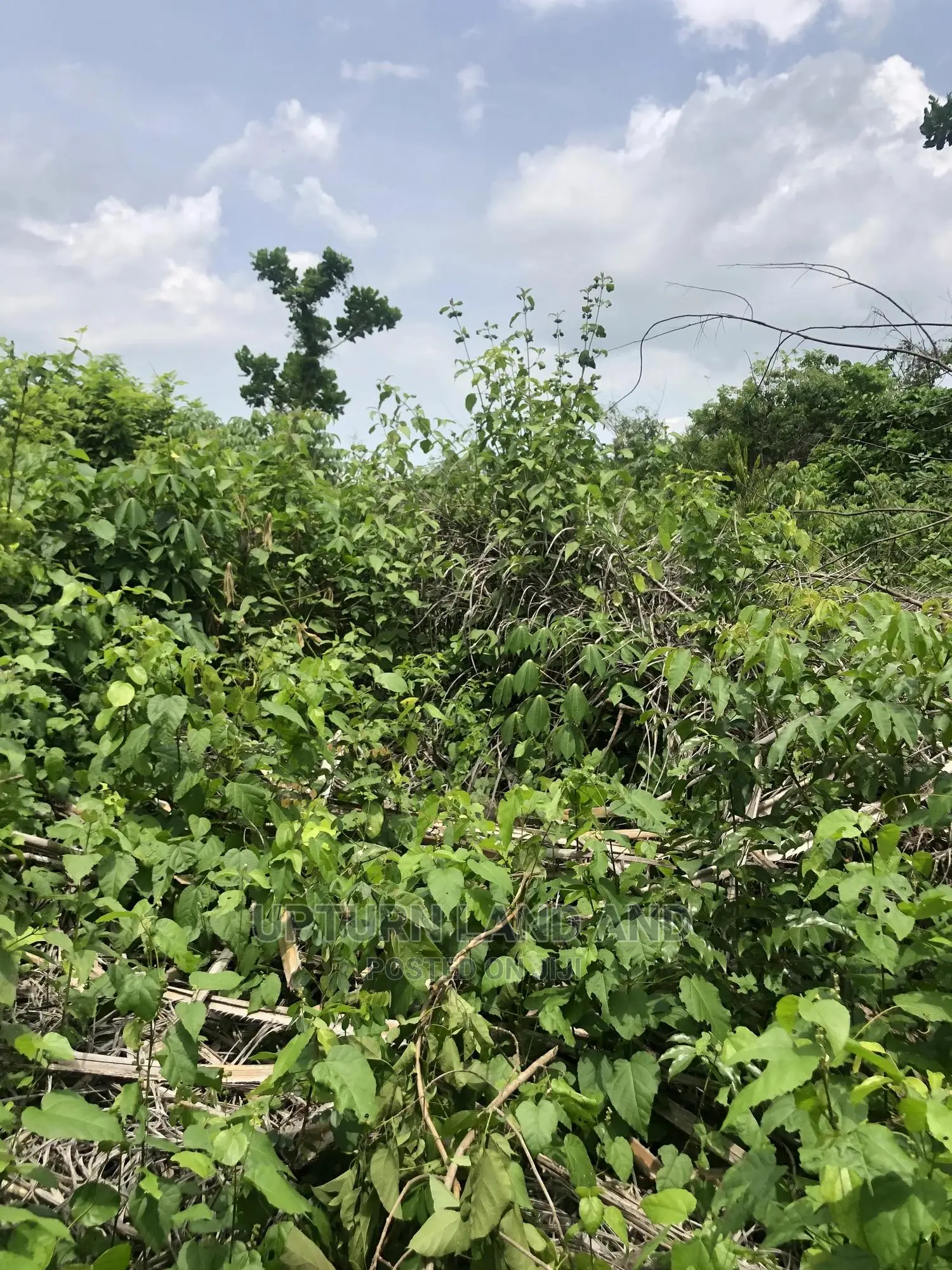 Buy 50 Acres Per Acre in Kabape Ogun State