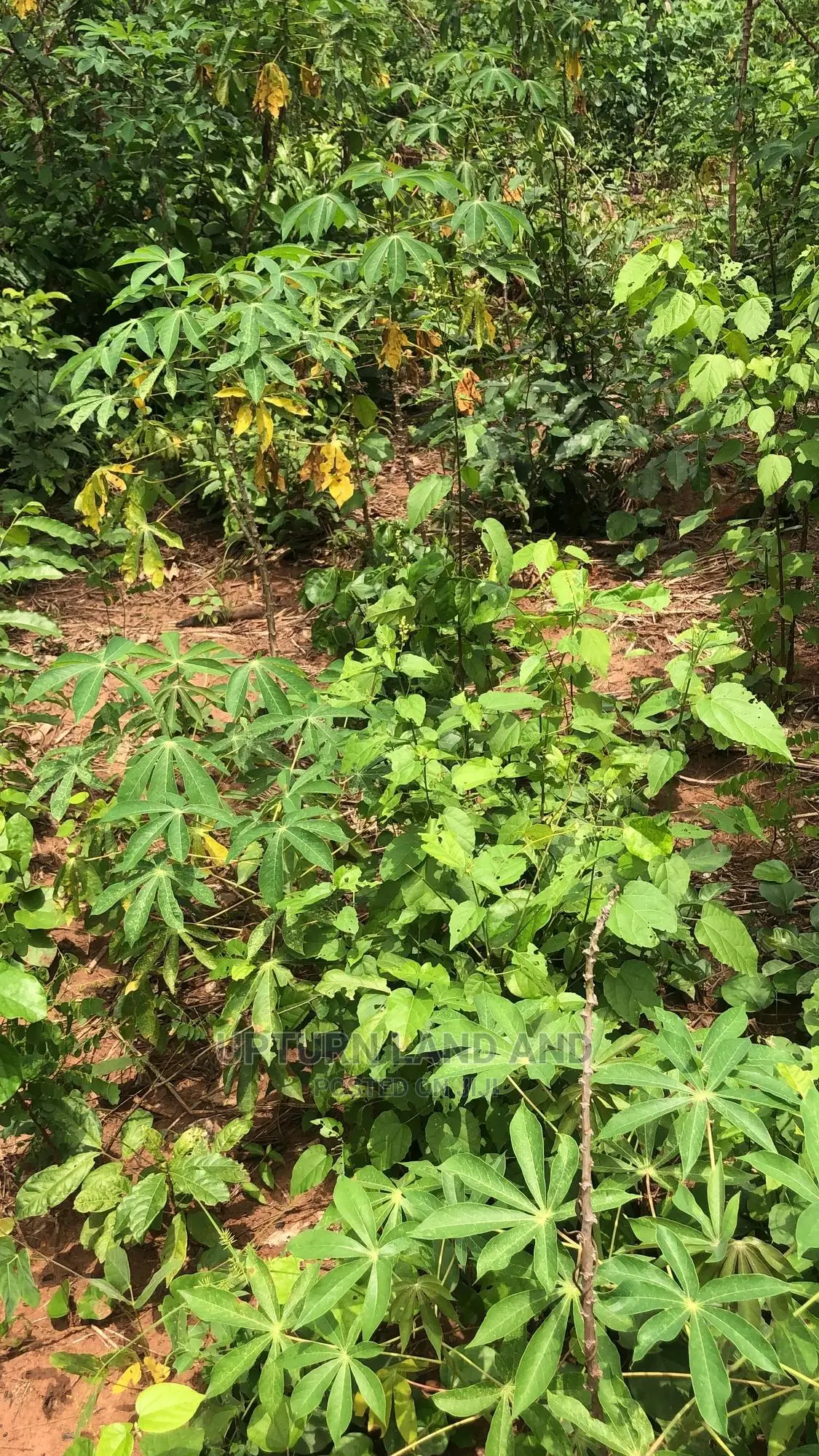 Buy 50 Acres Per Acre in Kabape Ogun State