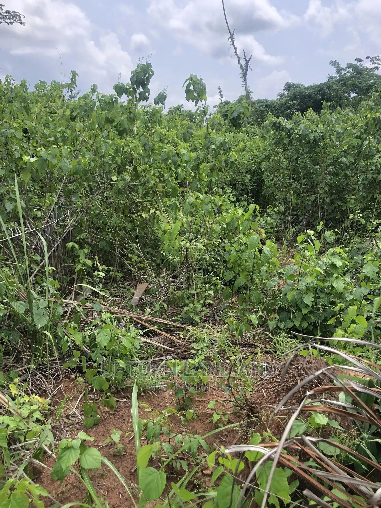 Buy 50 Acres Per Acre in Kabape Ogun State