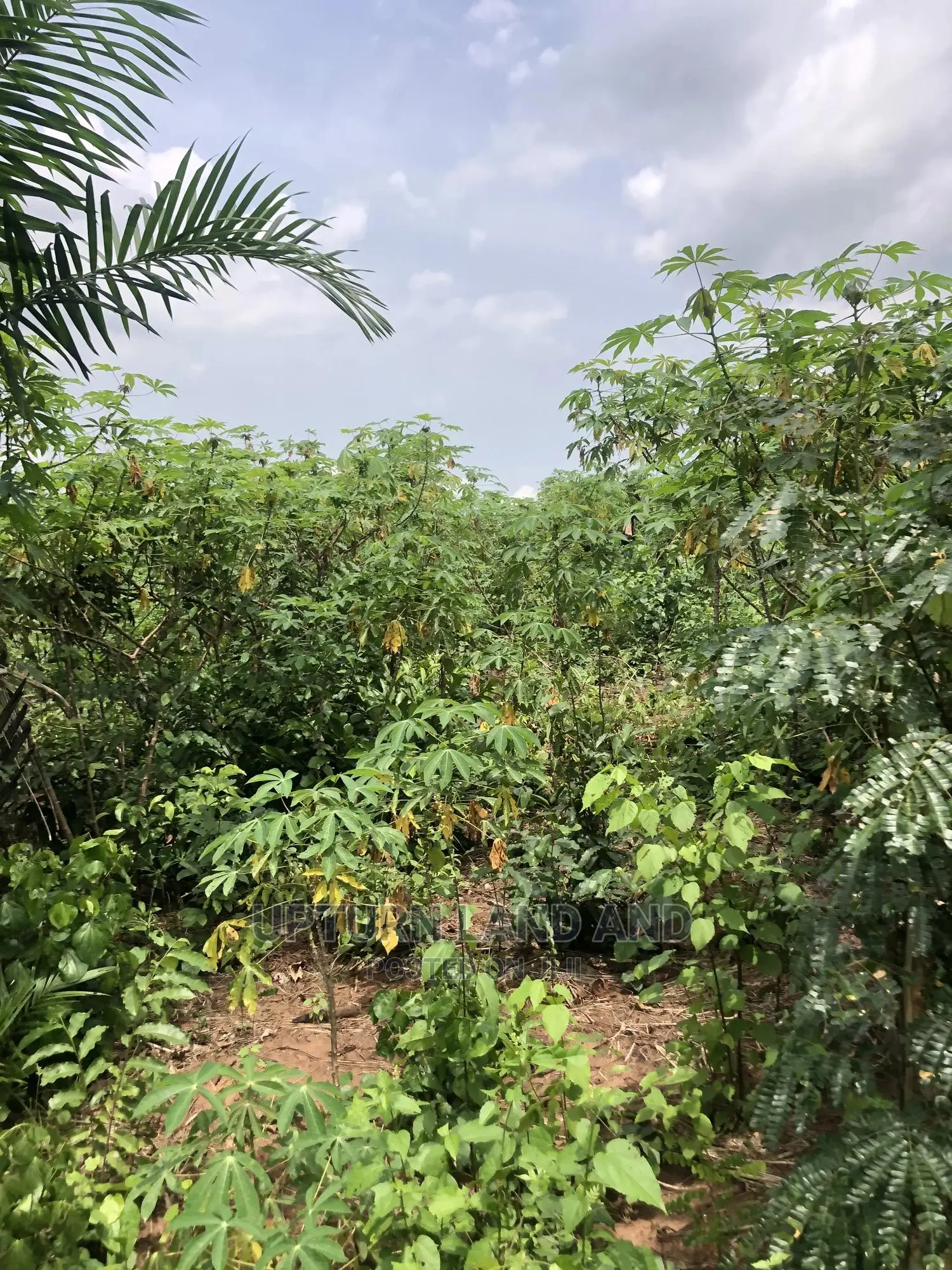 Buy 50 Acres Per Acre in Kabape Ogun State