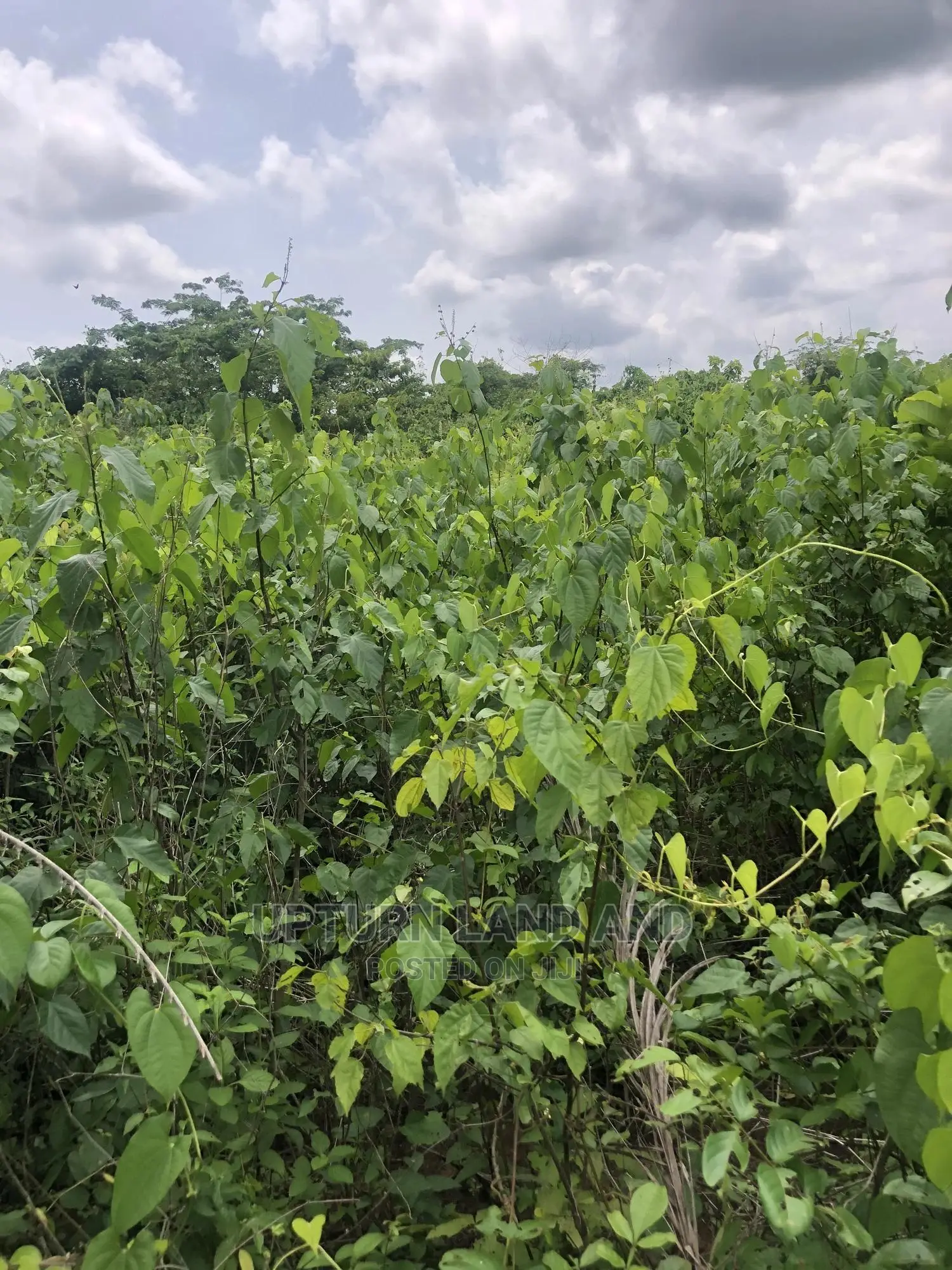 Buy 50 Acres Per Acre in Kabape Ogun State