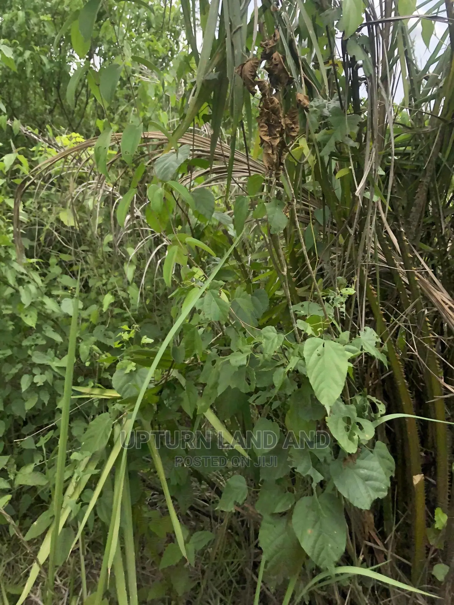 Buy 50 Acres Per Acre in Kabape Ogun State