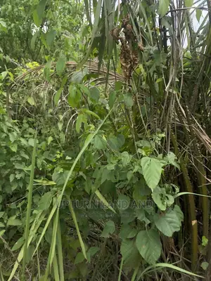 Buy 50 Acres Per Acre in Kabape Ogun State