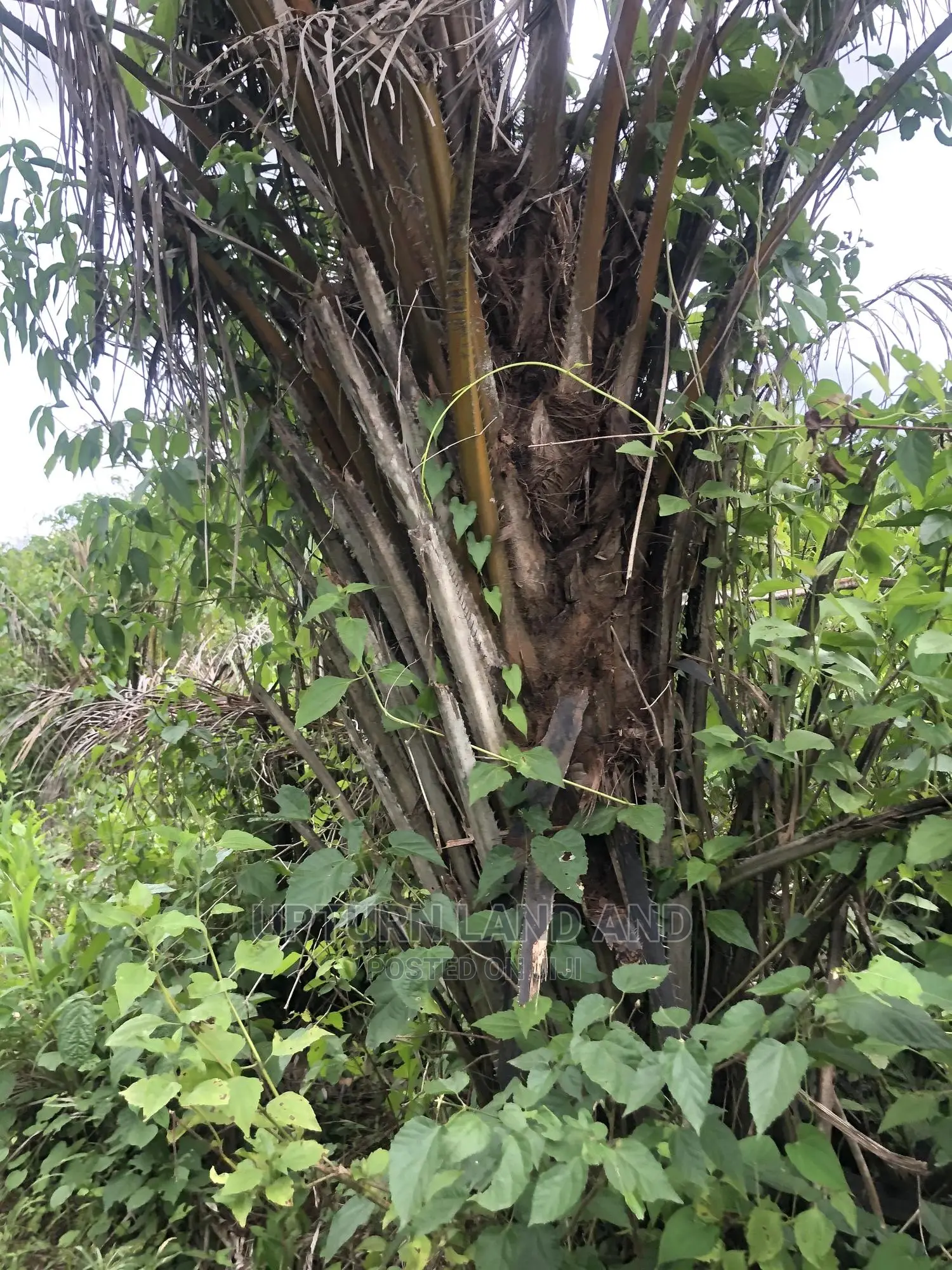 Buy 50 Acres Per Acre in Kabape Ogun State