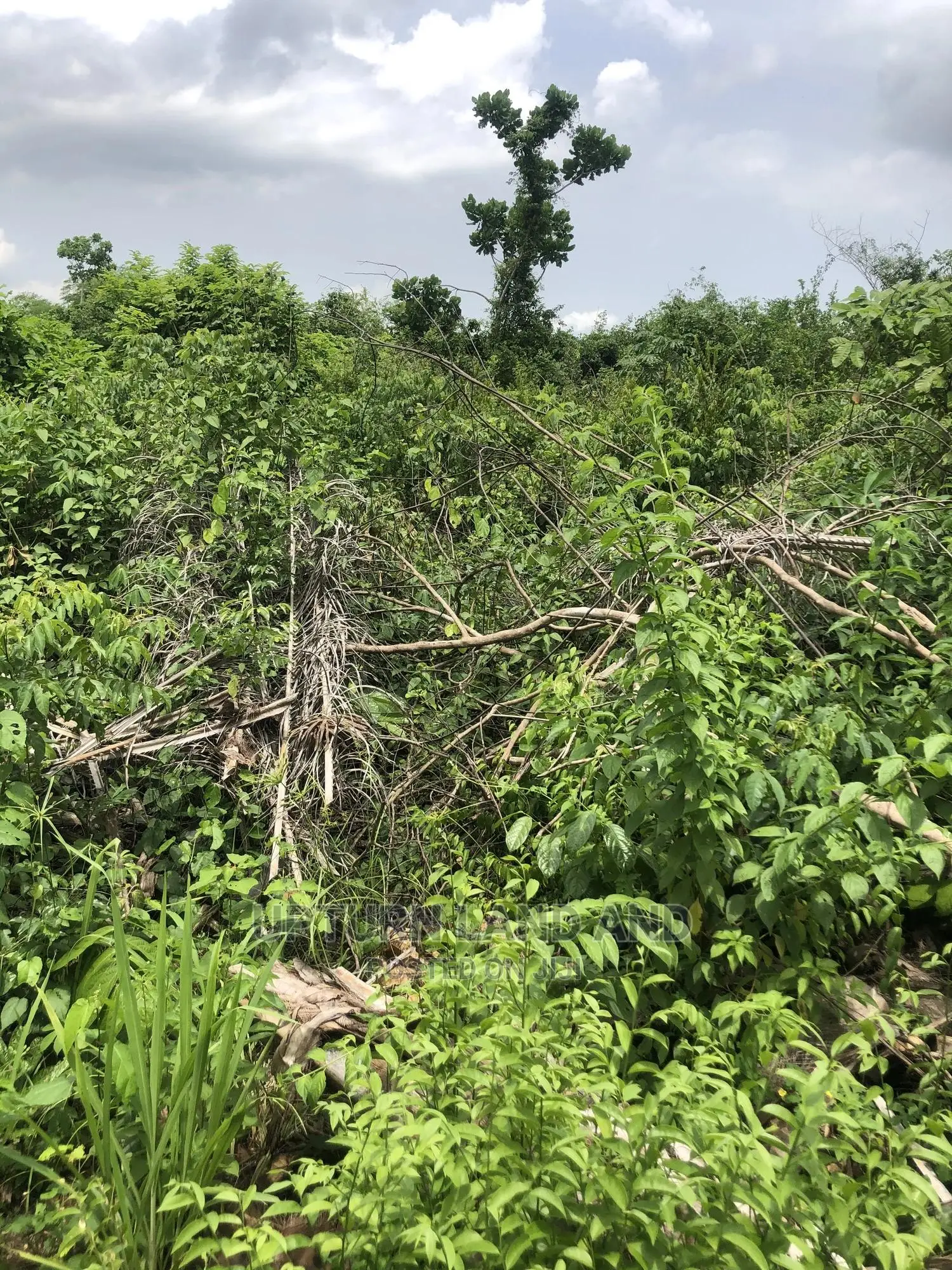 Buy 50 Acres Per Acre in Kabape Ogun State