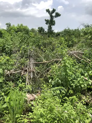Buy 50 Acres Per Acre in Kabape Ogun State
