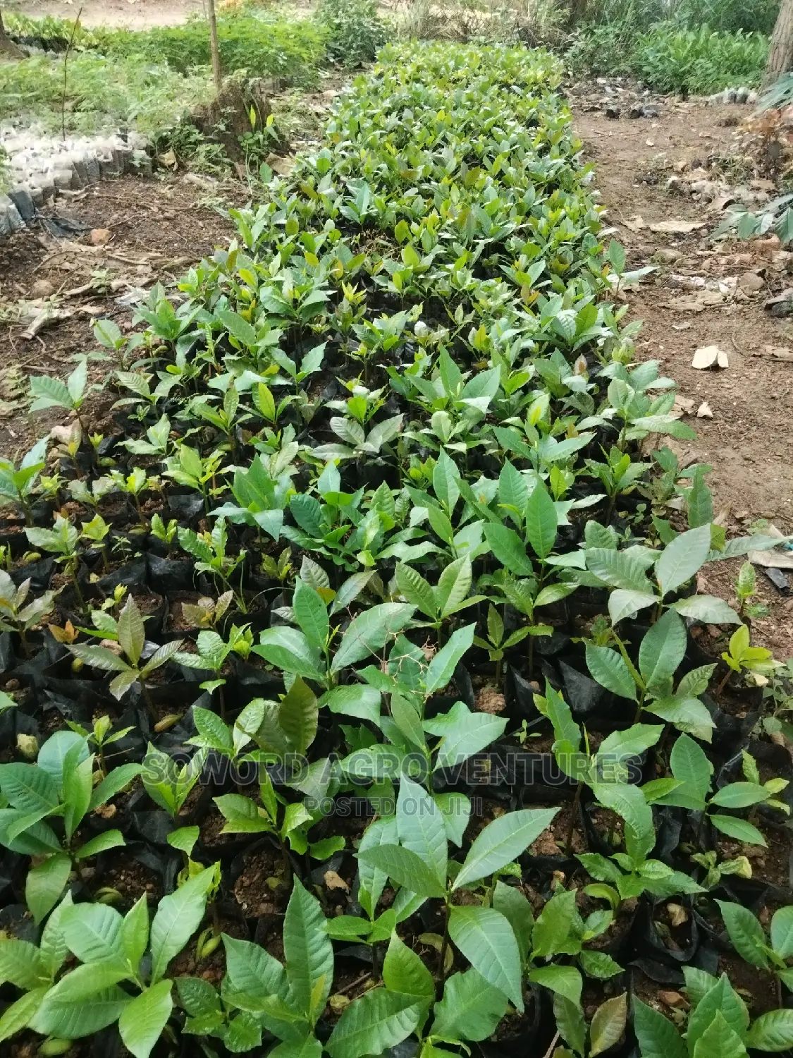 Hybrid Jumbo Cashew Seedlings