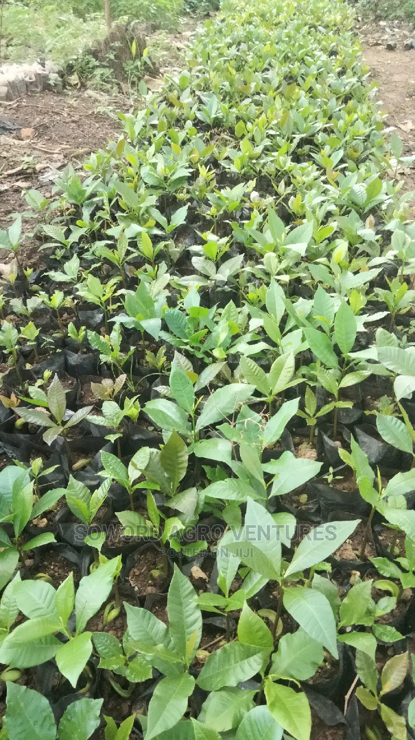 Hybrid Jumbo Cashew Seedlings