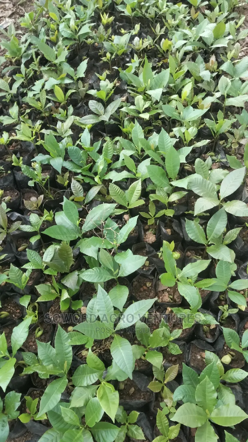Hybrid Jumbo Cashew Seedlings