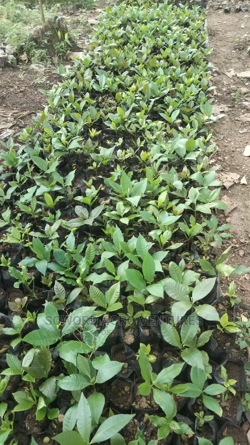 Hybrid Jumbo Cashew Seedlings