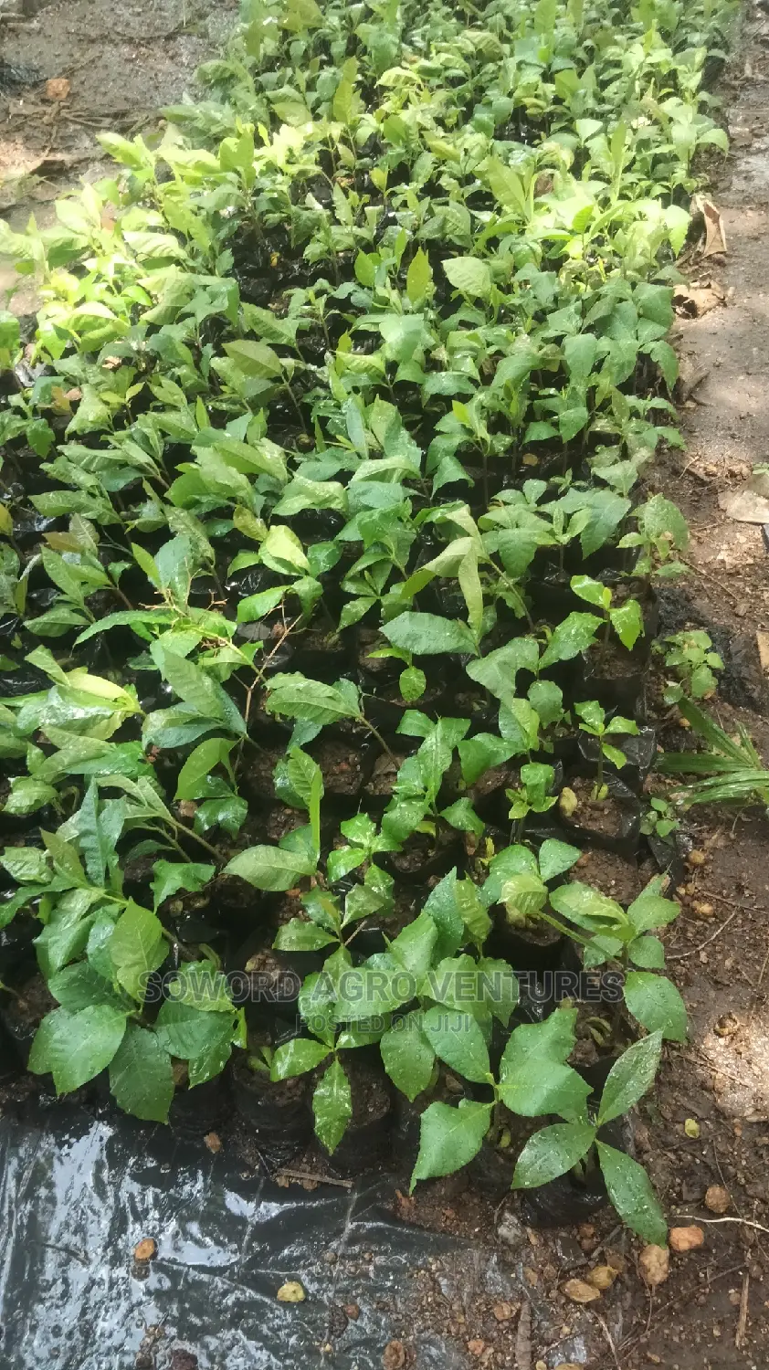 Hybrid Jumbo Cashew Seedlings