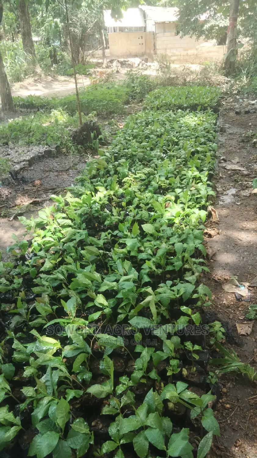 Hybrid Jumbo Cashew Seedlings