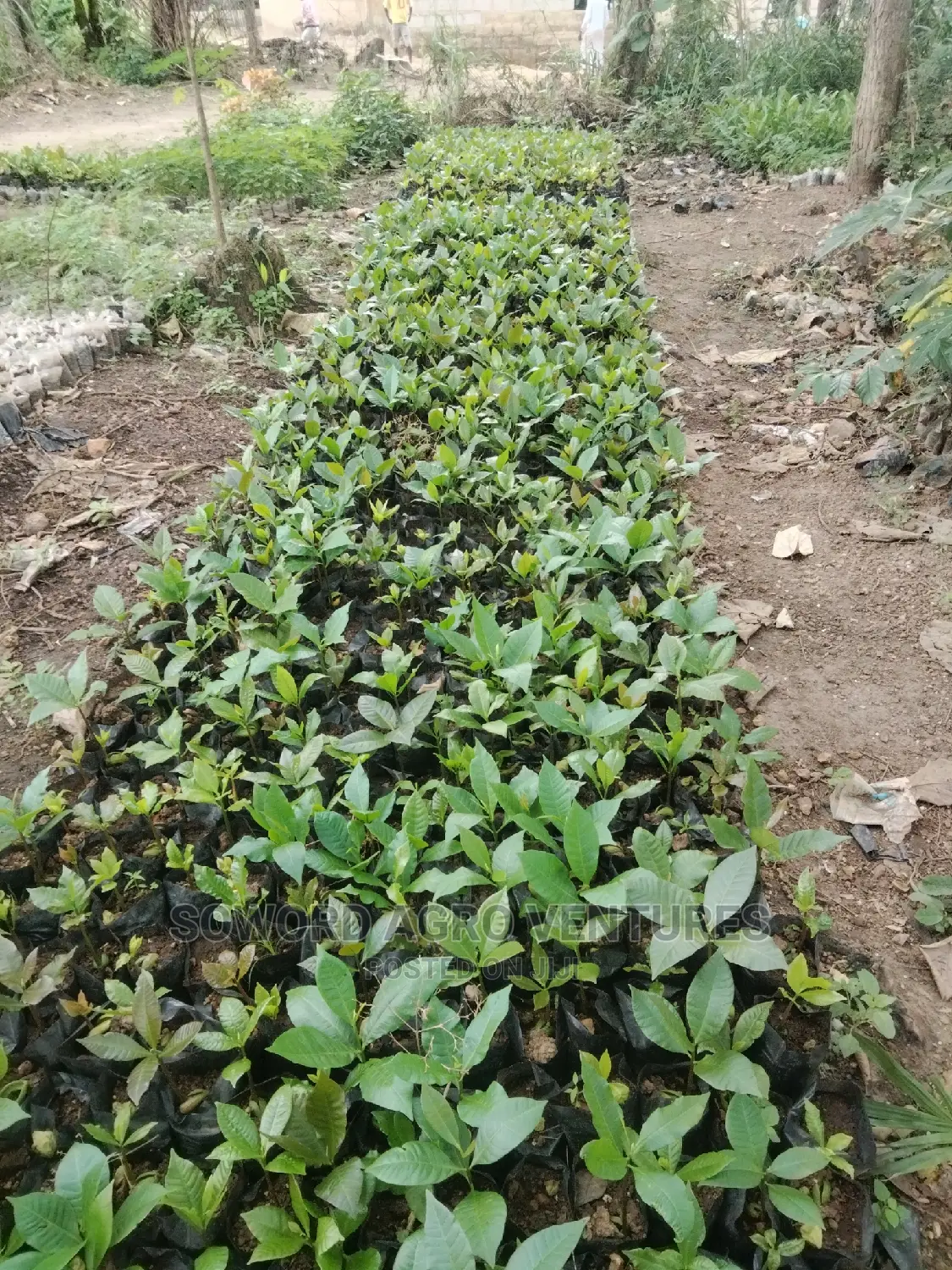 Hybrid Jumbo Cashew Seedlings
