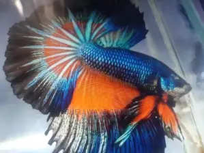 Siamese Fighting Fish Betta Fish