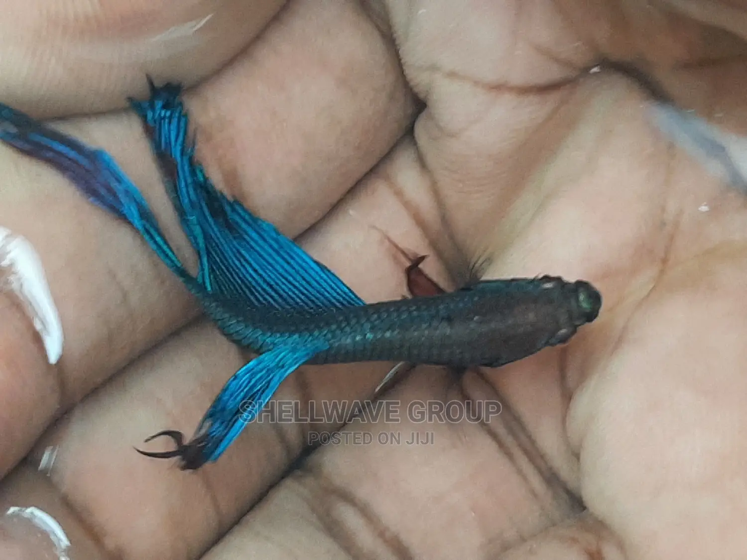 Siamese Fighting Fish Betta Fish