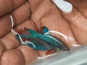 Siamese Fighting Fish Betta Fish