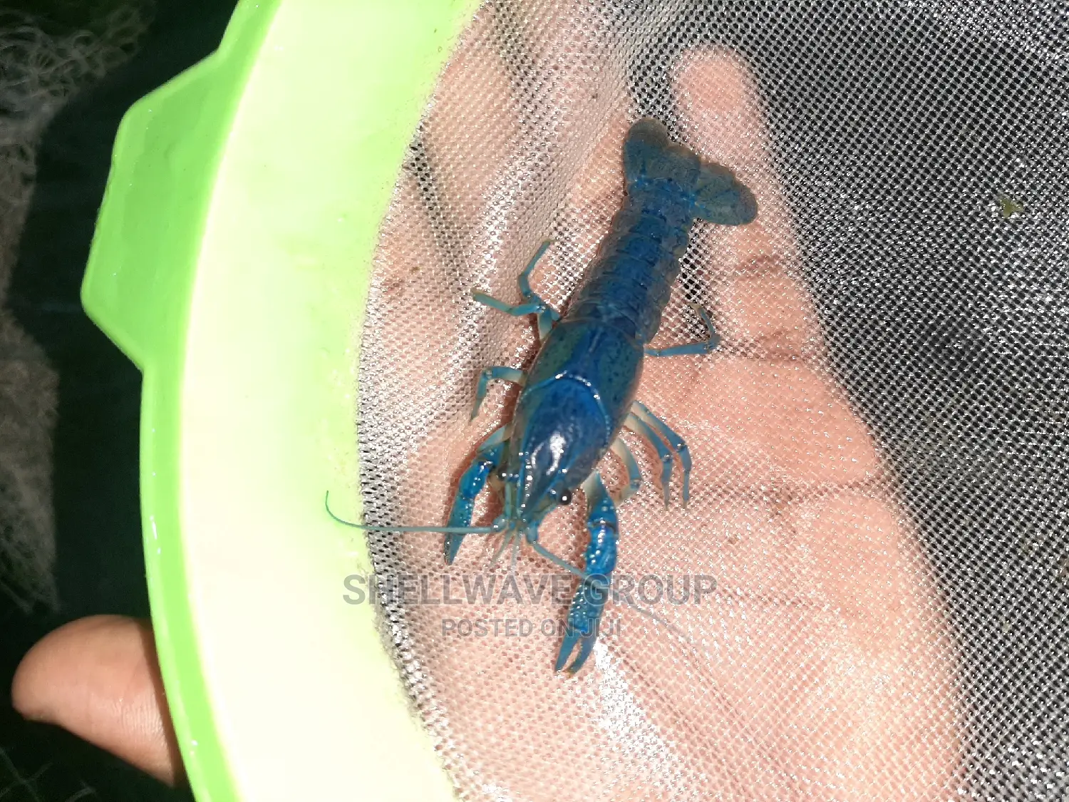 Rare Blue Lobster