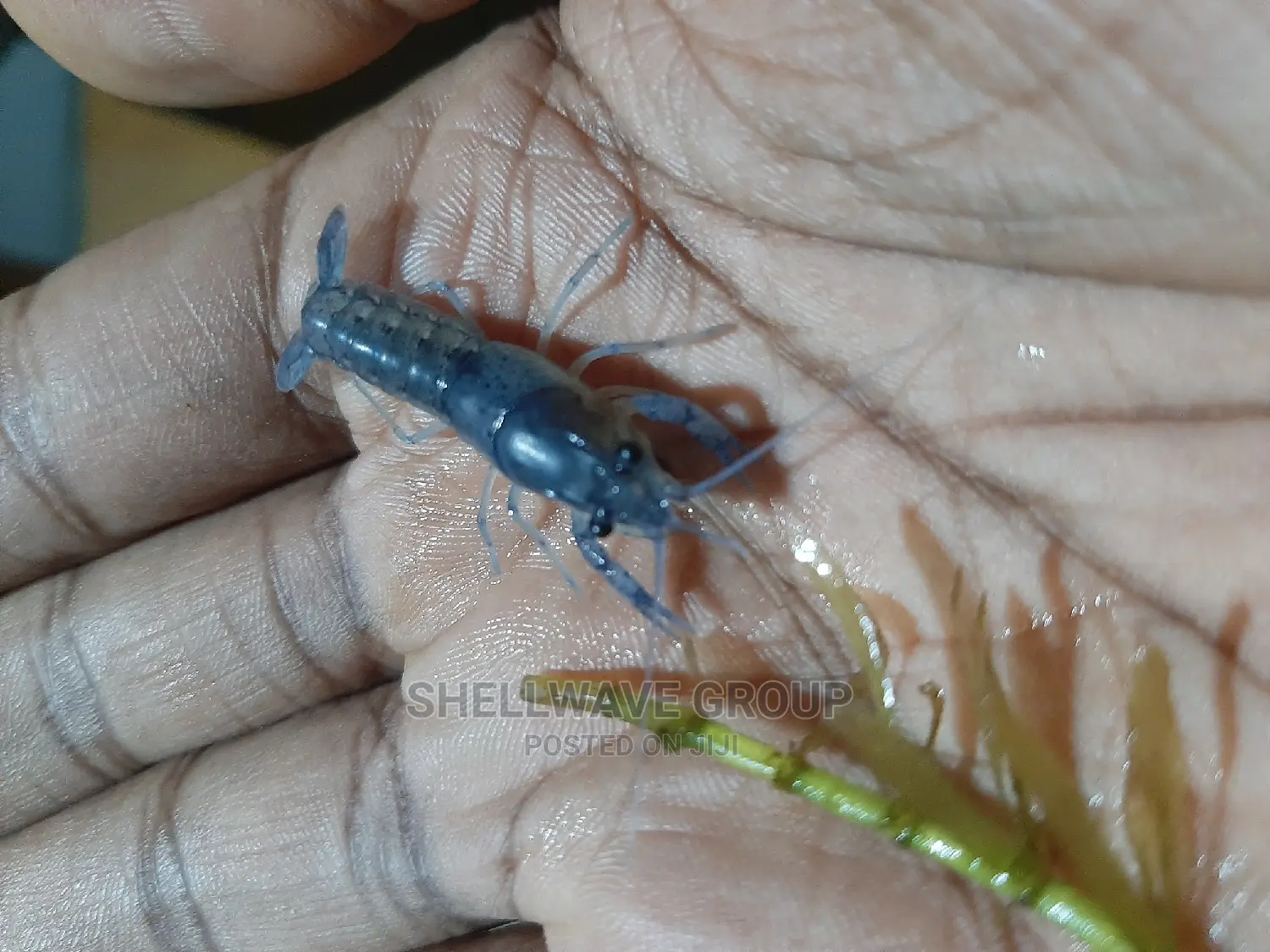 Rare Blue Lobster