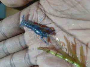 Rare Blue Lobster