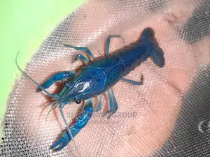 Rare Blue Lobster