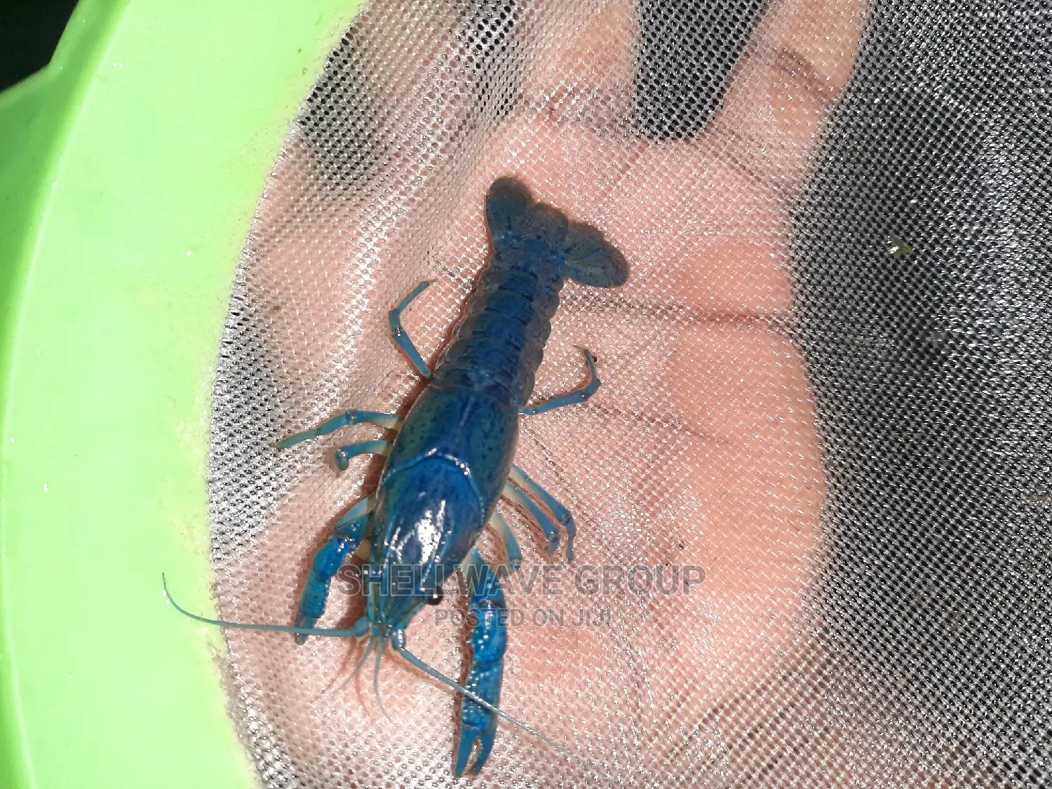 Rare Blue Lobster