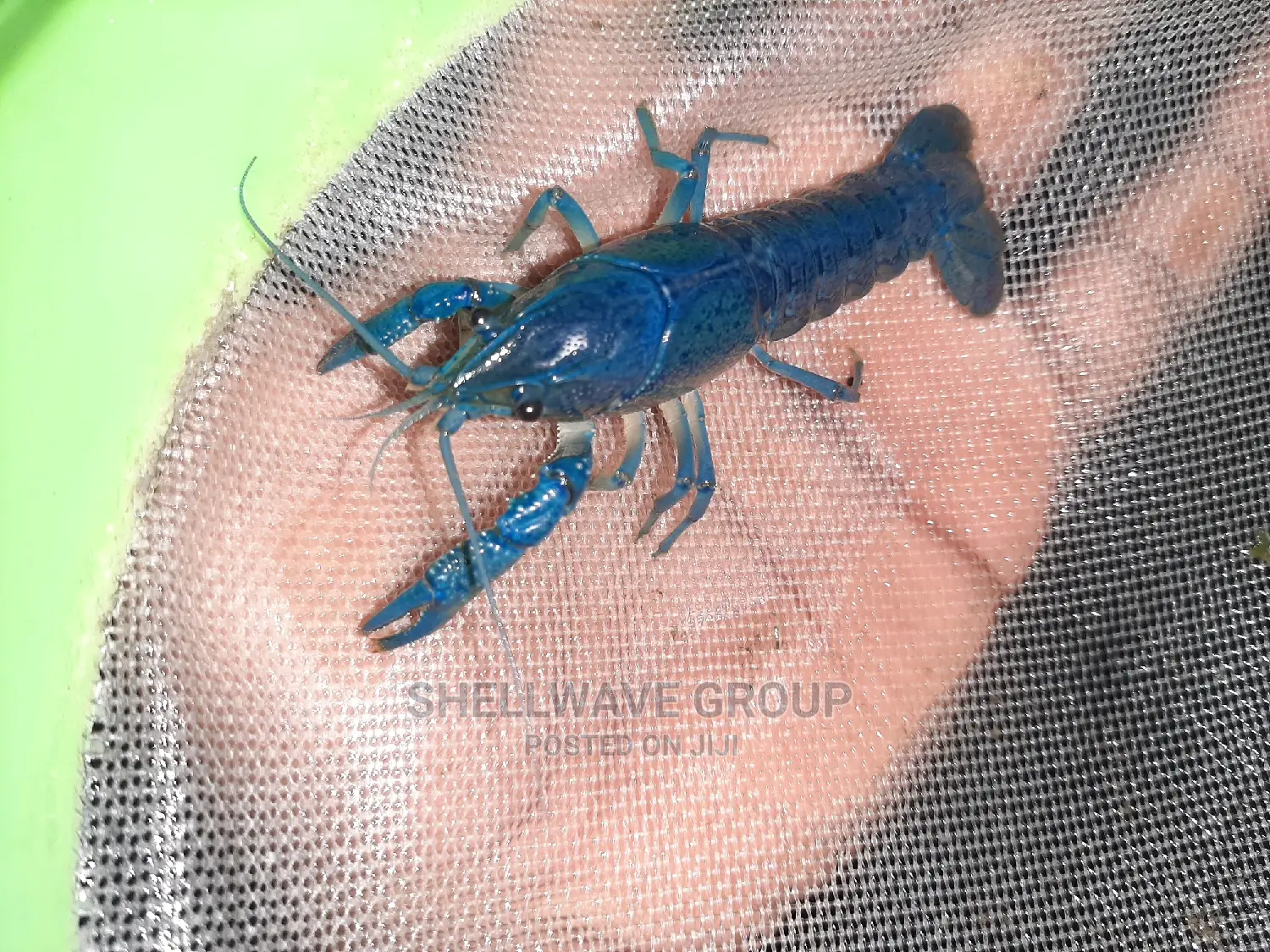 Rare Blue Lobster
