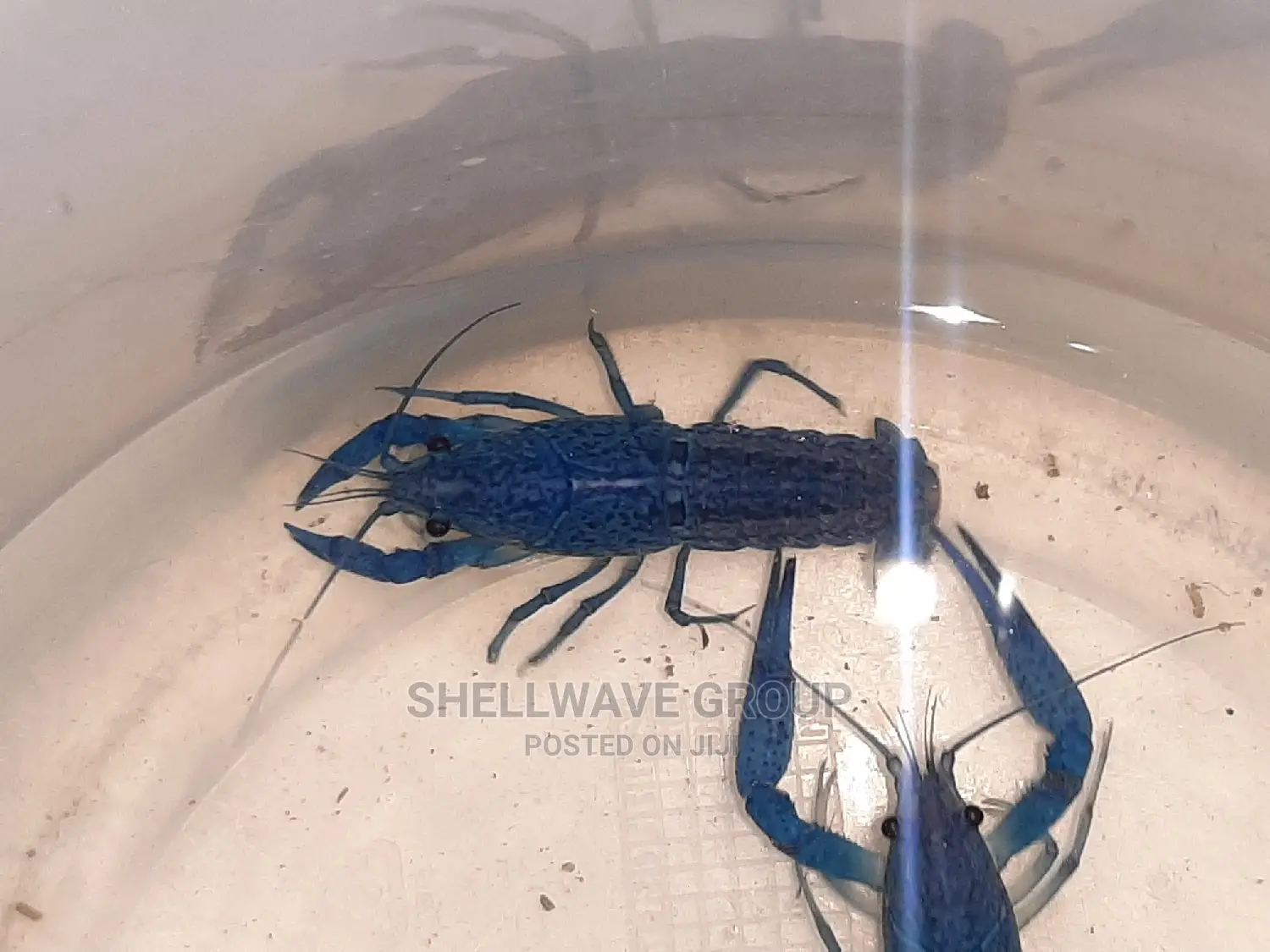 Rare Blue Lobster