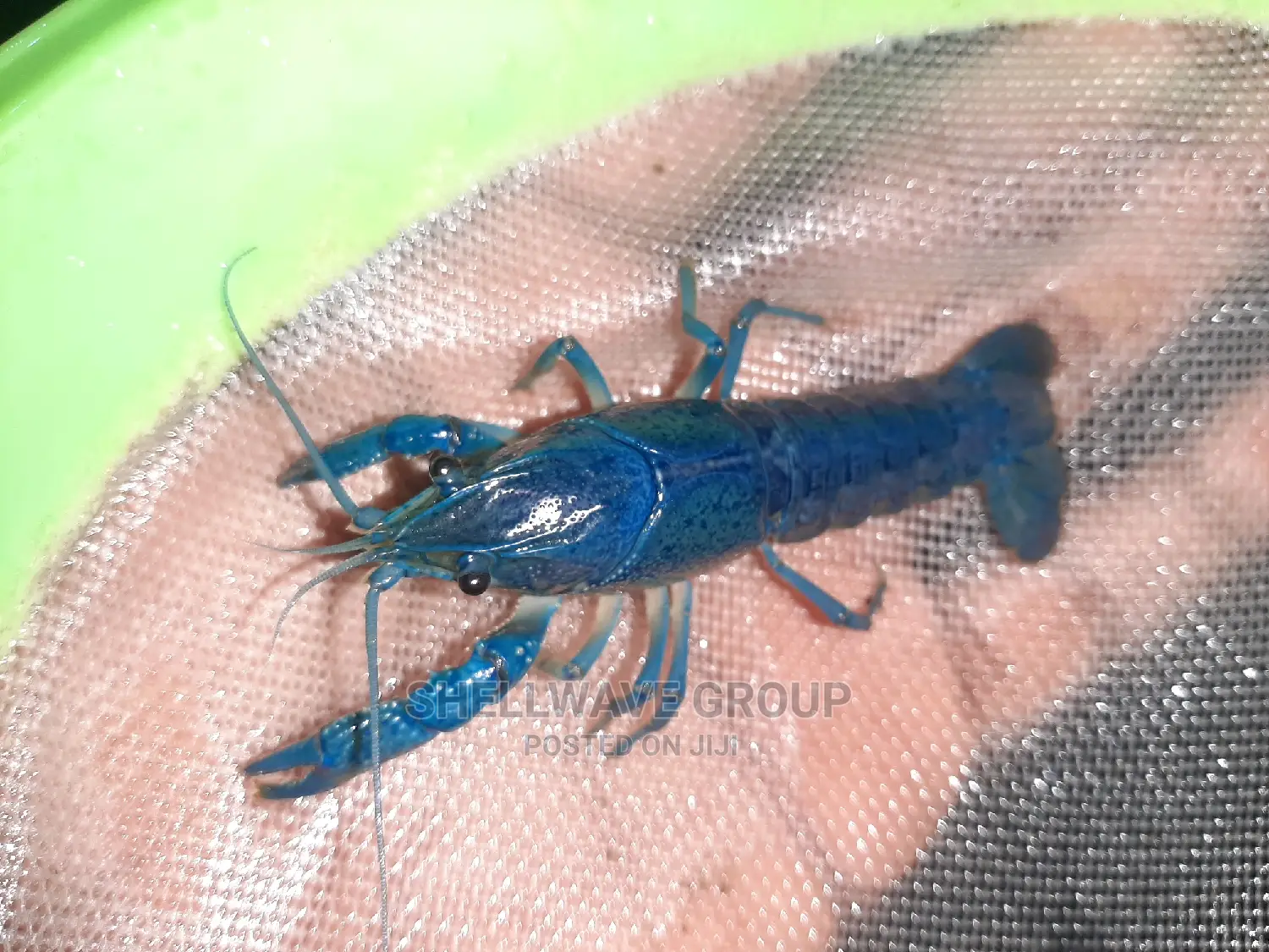 Rare Blue Lobster