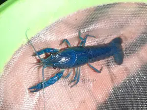 Rare Blue Lobster