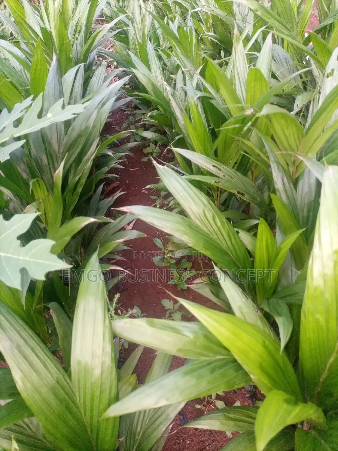 Tenera Palm Tree Seedling