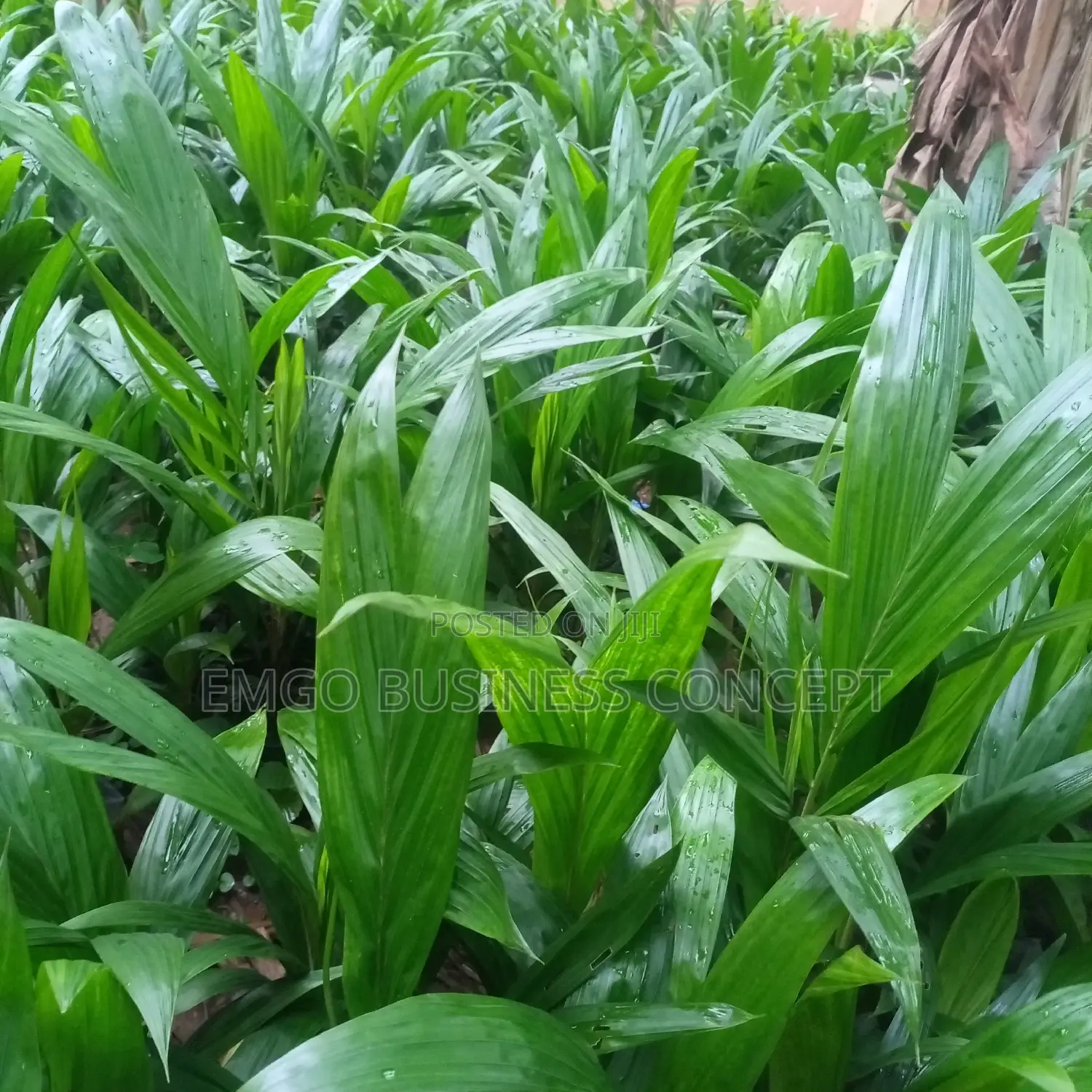 Tenera Palm Tree Seedling