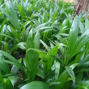 Tenera Palm Tree Seedling