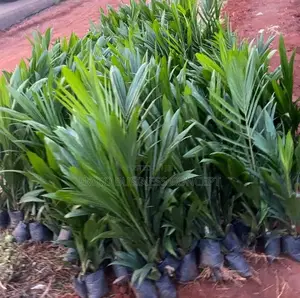 Malaysia Supergene Palm Seedlings