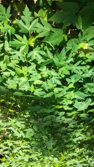 Hybrid Dwarf Pawpaw Seedlings
