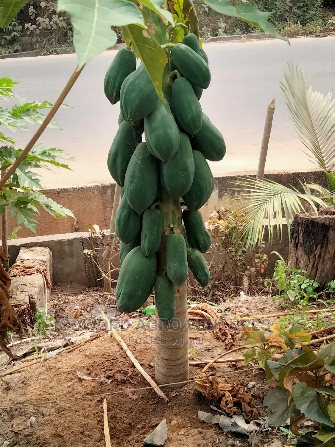 Hybrid Dwarf Pawpaw Seedlings