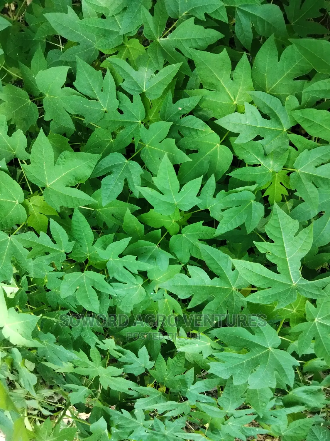 Hybrid Dwarf Pawpaw Seedlings