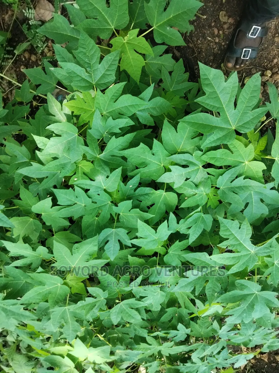 Hybrid Dwarf Pawpaw Seedlings