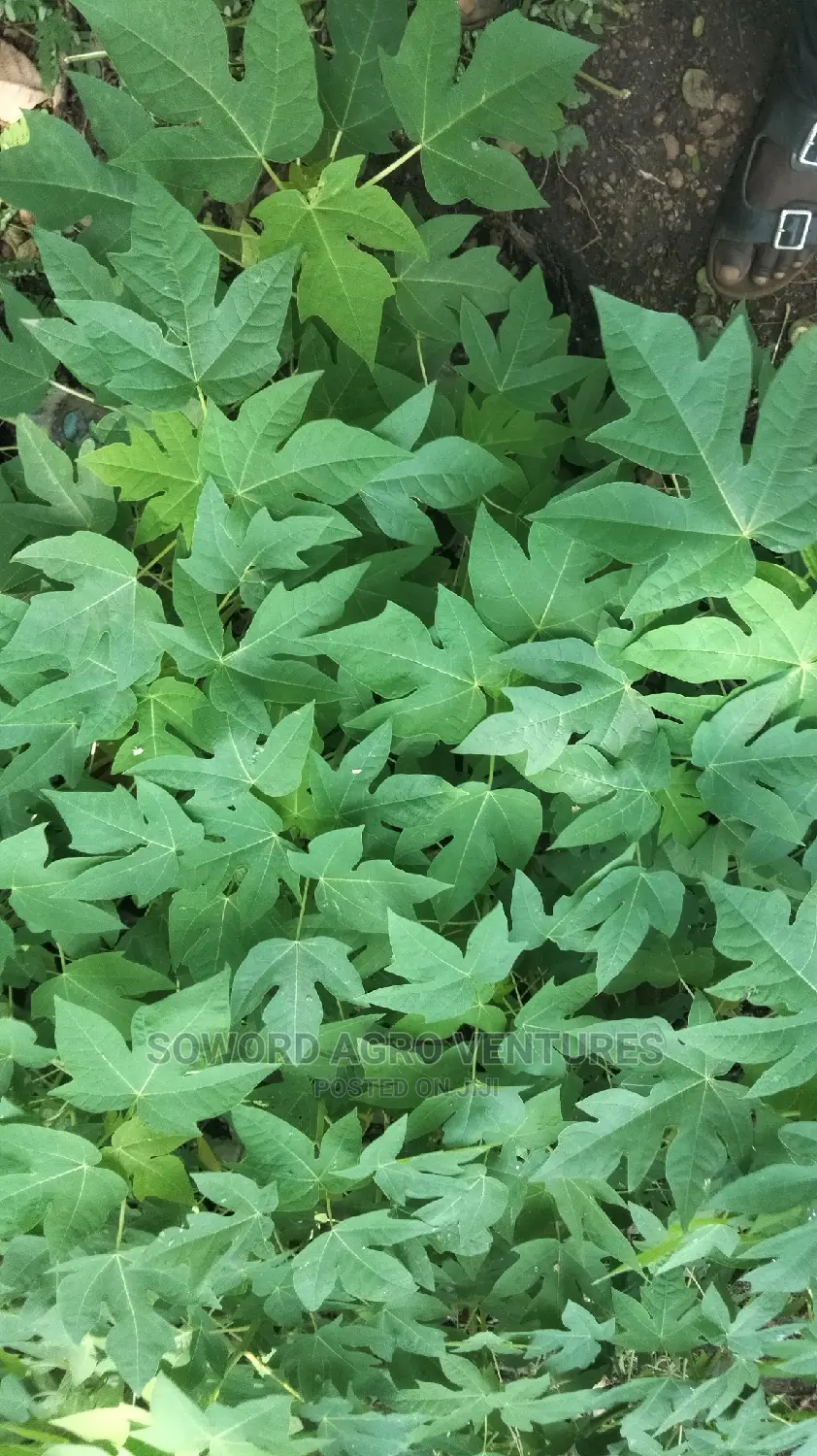 Hybrid Dwarf Pawpaw Seedlings