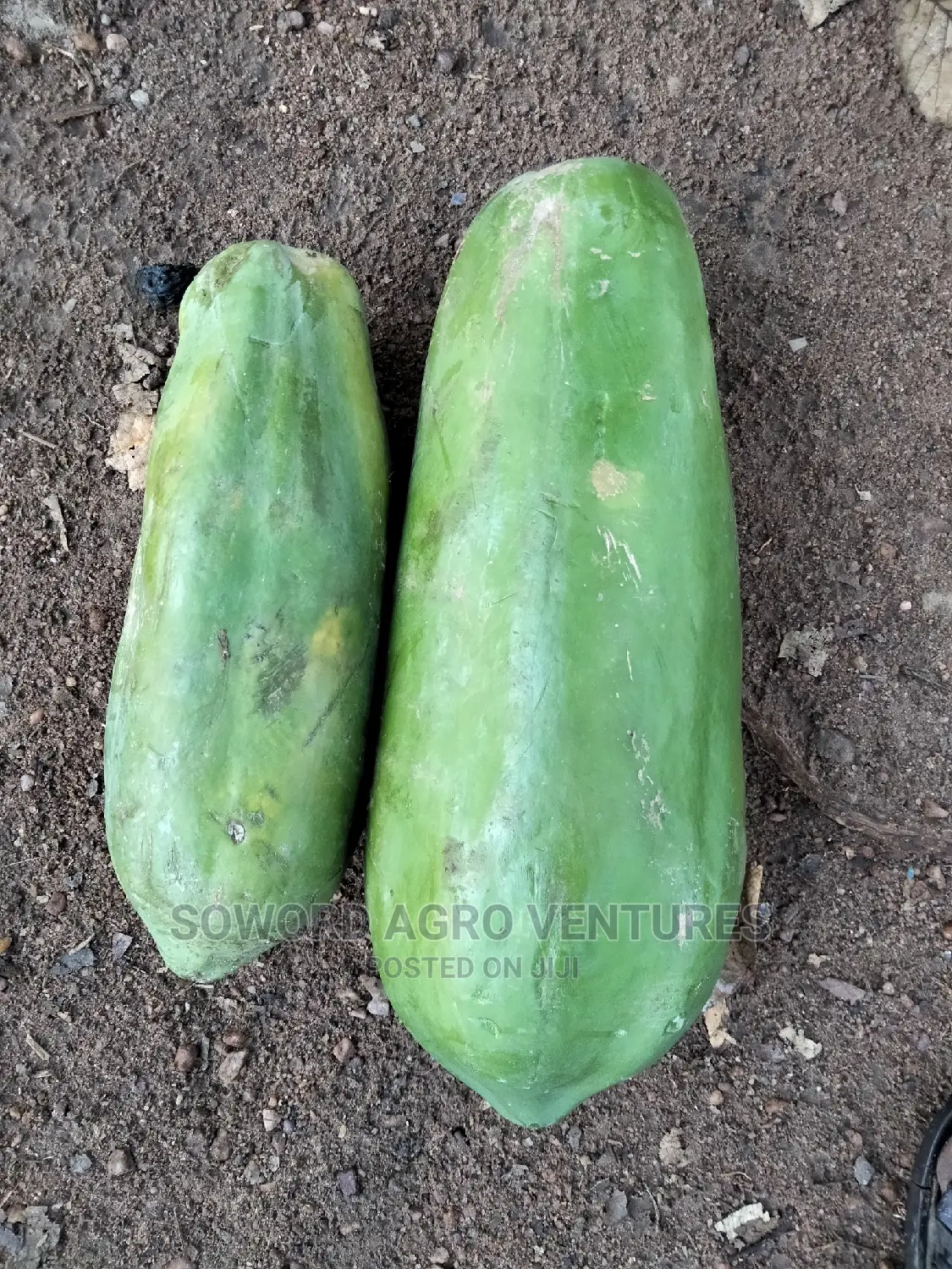 Hybrid Dwarf Pawpaw Seedlings