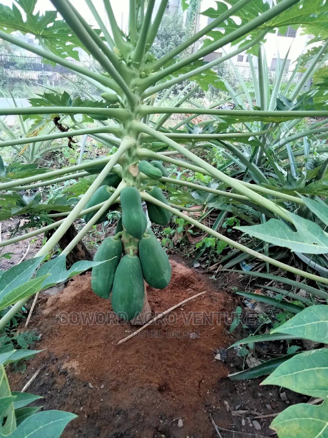 Hybrid Dwarf Pawpaw Seedlings