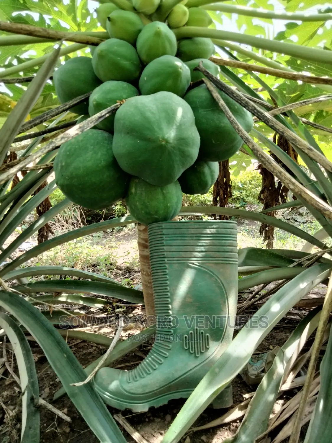 Hybrid Dwarf Pawpaw Seedlings