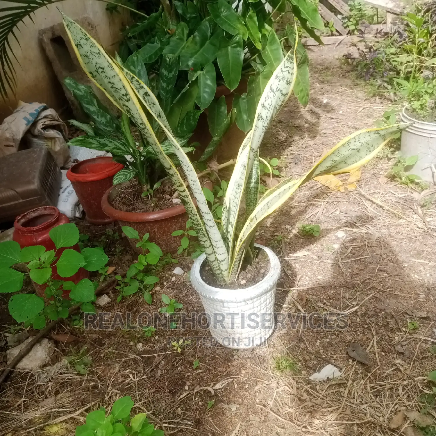 House Plants (Indoor) for Air Purifier