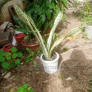 House Plants (Indoor) for Air Purifier