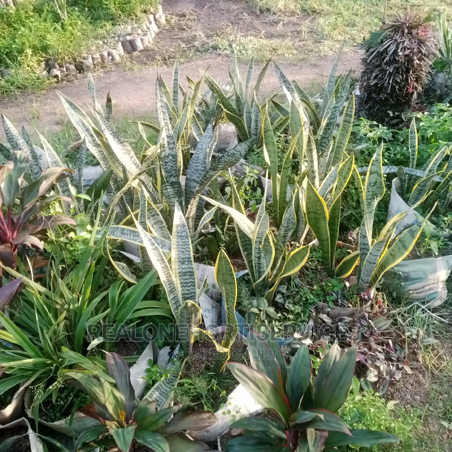 House Plants (Indoor) for Air Purifier