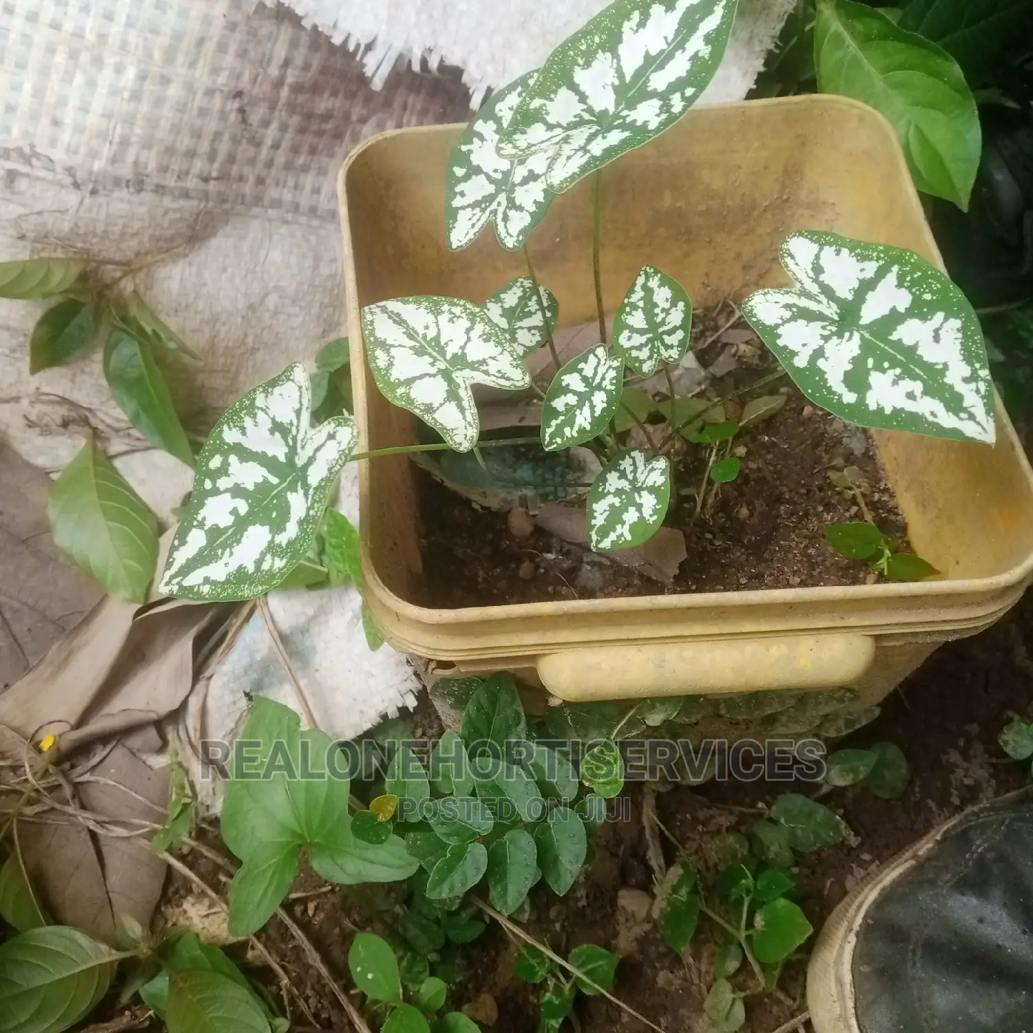 House Plants (Indoor) for Air Purifier