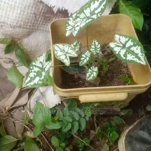 House Plants (Indoor) for Air Purifier