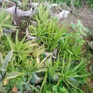 House Plants (Indoor) for Air Purifier