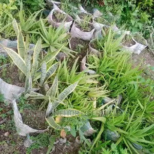House Plants (Indoor) for Air Purifier
