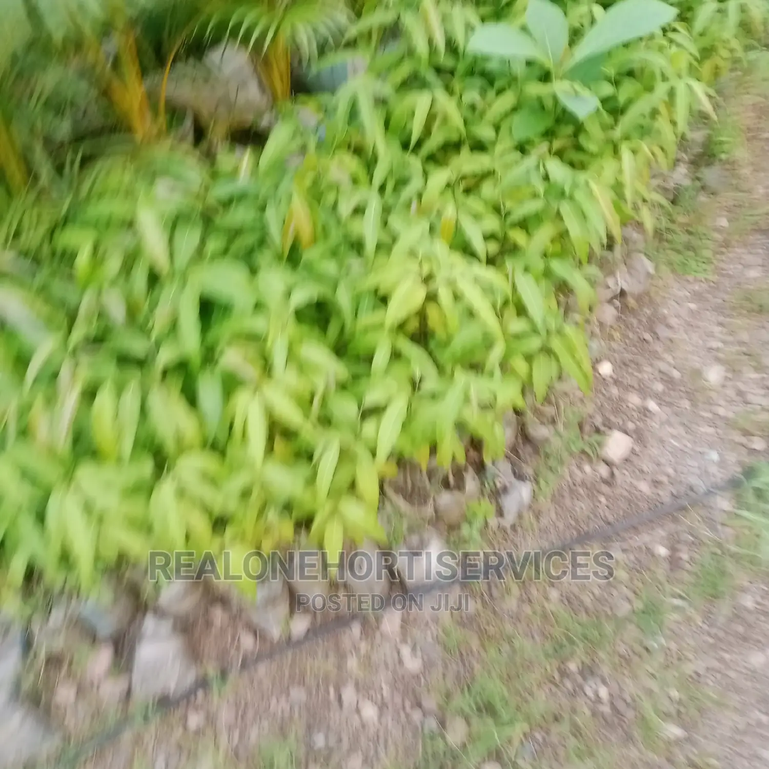 Ornamental Plant Nursery